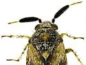 Atractotomus acaciae - photo 3