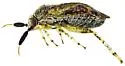Atractotomus acaciae - photo 4
