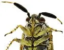 Atractotomus acaciae - photo 5