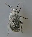 Atractotomus balli
