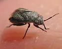 Atractotomus balli - photo 2