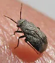 Atractotomus balli - photo 3