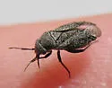 Atractotomus balli - photo 4