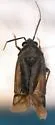 Atractotomus cooperi