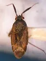 Atractotomus magnicornis