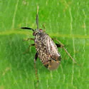 Atractotomus magnicornis - photo 2