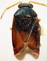 Atractotomus miniatus