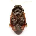 Atractotomus miniatus - photo 2