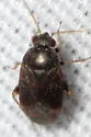 Atractotomus miniatus - photo 3