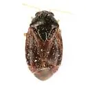 Atractotomus miniatus - photo 4