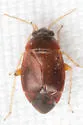 Atractotomus quercicola - photo 2