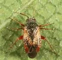 Atractotomus rubidus - Atractotomus rubidus