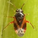 Atractotomus rubidus - photo 2