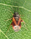 Atractotomus rubidus - photo 3