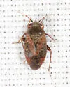 Atractotomus rubidus - photo 4