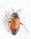 Atractotomus rubidus - photo 5