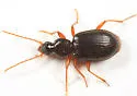 Atranus pubescens - photo 2