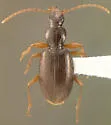 Atranus pubescens - photo 3