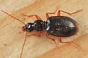 Atranus pubescens - photo 4
