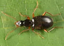 Atranus pubescens - photo 5