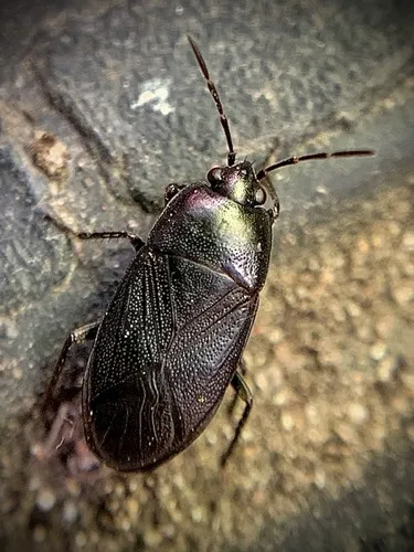 Umbrose Seed Bug