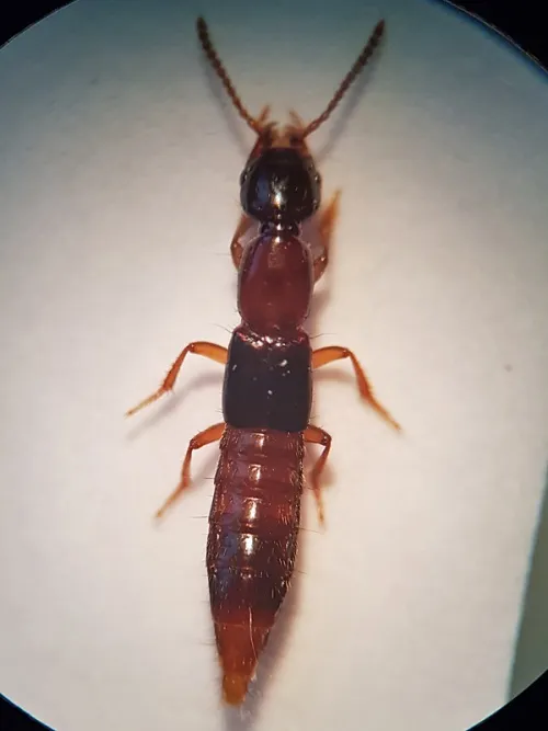 Atrecus affinis