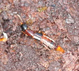 Atrecus affinis - photo 2