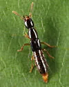 Atrecus americanus - photo 2