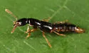 Atrecus americanus - photo 3