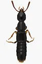 Atrecus americanus - photo 4