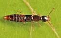 Atrecus americanus - photo 5