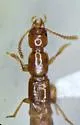 Atrecus newtoni - photo 2