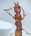 Atrecus newtoni - photo 3
