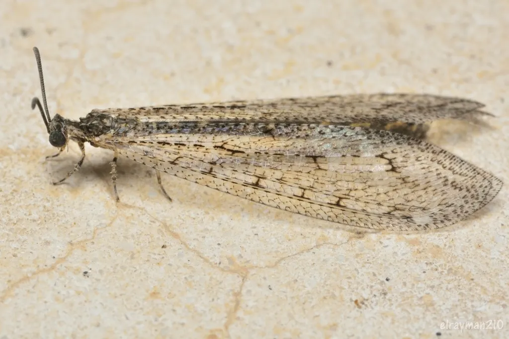 Atricholeon tuberculatus - photo 2