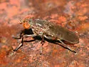 Atrichomelina pubera