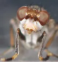 Atrichomelina pubera - photo 3