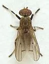 Atrichomelina pubera - photo 5