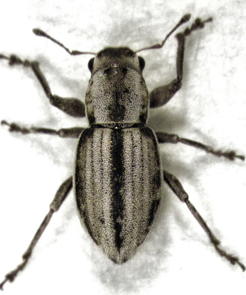 Atrichonotus taeniatulus - photo 2