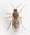 Atrichopogon fusculus