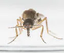 Atrichopogon fusculus - photo 2