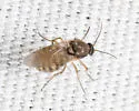 Atrichopogon fusculus - photo 3