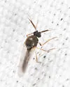 Atrichopogon fusculus - photo 4