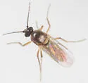 Atrichopogon levis