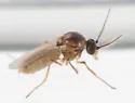 Atrichopogon levis - photo 2