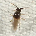 Atrichopogon levis - photo 3