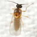 Atrichopogon levis - photo 4