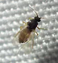 Atrichopogon minutus