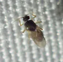 Atrichopogon minutus - photo 2