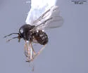 Atrichopogon minutus - photo 3
