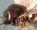 Atrichopogon minutus - photo 4